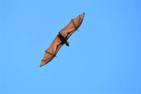 10 Animals And Birds Found In Tonga Tonga Pocket Guide