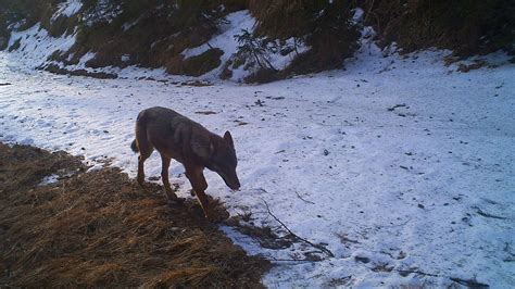 Mit Wattestäbchen Dem Wolf Auf Der Spur