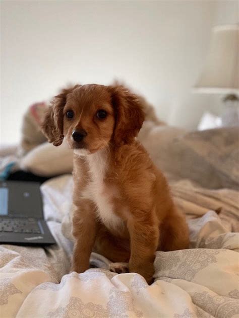 Straight Haired Cavapoo Puppy Cavapoo