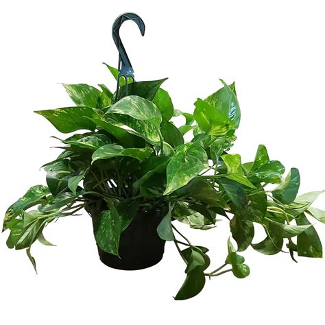 Foliera 8 Pothos In Hanging Basket The Home Depot Canada