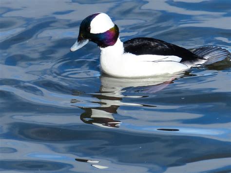 Gale's Photo and Birding Blog: Bufflehead Duck