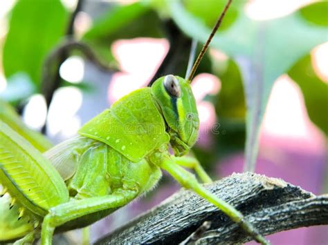 Grasshopper Face Stock Image Image Of Macro Biology 10826311