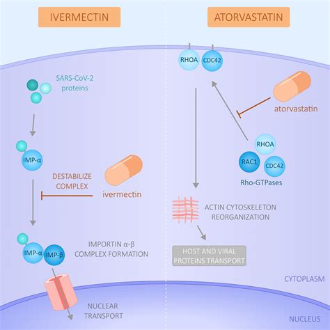 Viruses Free Full Text Effect Of Ivermectin And Atorvastatin On