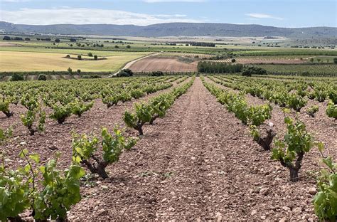 La Ruta del Vino Almansa se incorpora a Rutas del Vino de España