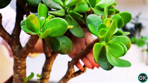 How to Do Jade Plant Propagation? 2 Easy Ways [Detail Guide]