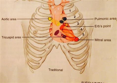 Cardiovascular Assessment Flashcards Quizlet