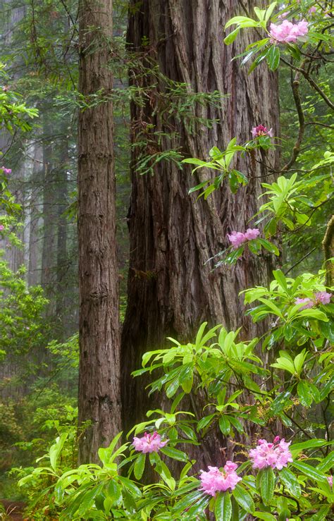 California’s Coastal Redwoods