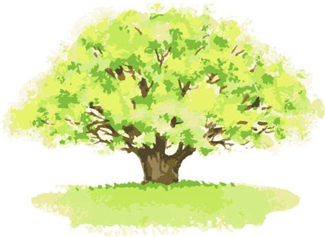 3,000+ Oak Tree Watercolor Stock Illustrations, Royalty-Free Vector ...