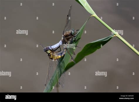 Mating Black Tailed Skimmer Dragonflies Stock Photo Alamy