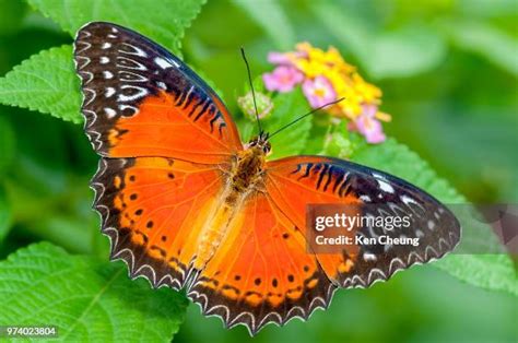 73 Red Lacewing Butterfly Stock Photos, High-Res Pictures, and Images ...