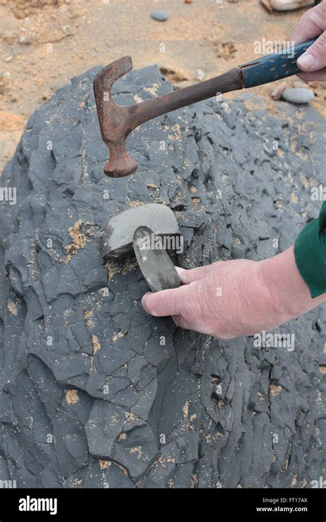 Fossil Hunting On Charmouth Beach Jurassic Coast Stock Photo Alamy