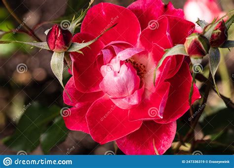 Pale Pink Floribunda Roses Stock Photos - Free & Royalty-Free Stock ...