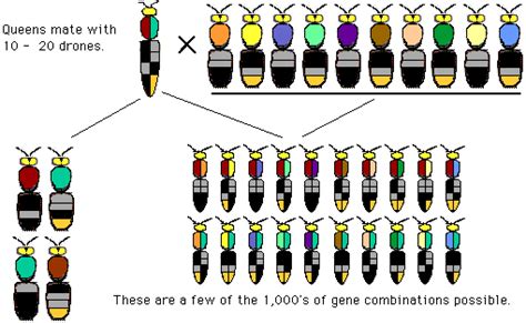 Honey Bee Genetics Glenn Apiaries