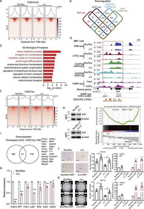 Lncery Deletion Decreases Klf Expression In Mep Cells A Tss Profile