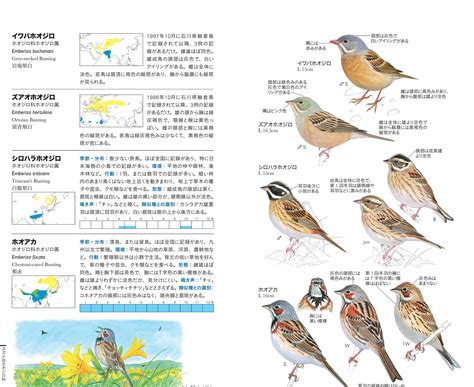 新刊のご紹介 日本の野鳥識別図鑑