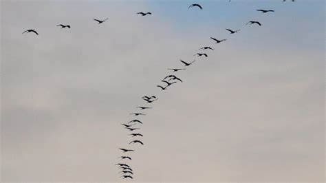 Zugvögel überqueren Nassauer Land Viel Flugverkehr fast ohne Lärm