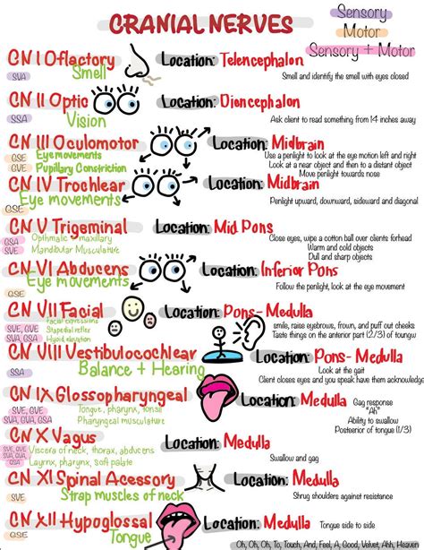 Cranial Nerve Cheat Sheet Etsy