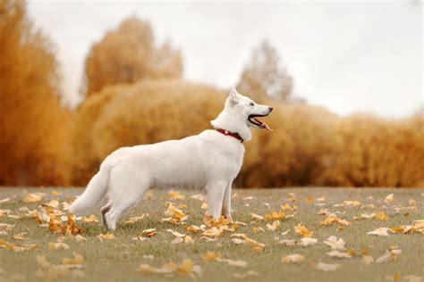 Black And White German Shepherd Puppies