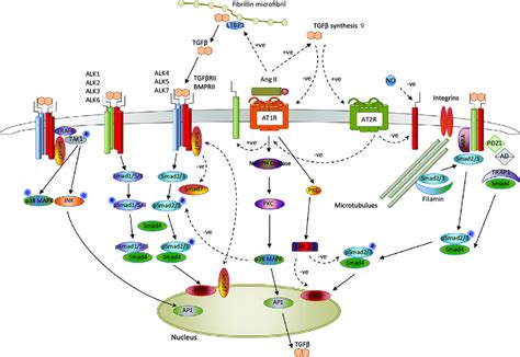 Illustration of regulatory interactions between TGFβ and Ang II in