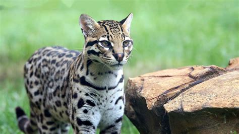 Ocelot | Ocelot, Animals, Cats