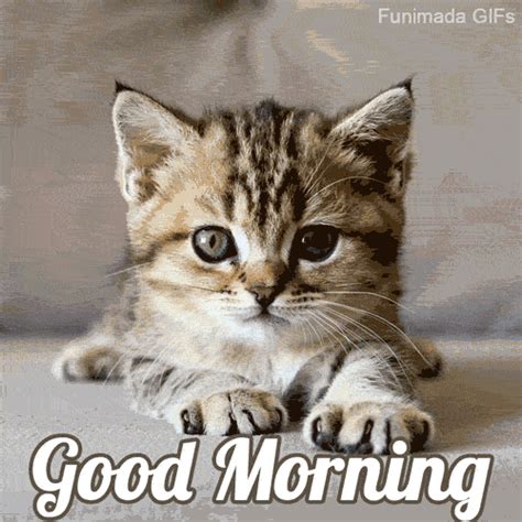 good morning gifs  start  day  funimadacom
