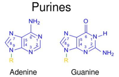 Pirimidinas E Purinas - Metabolismo das Purinas e Pirimidinas | Concise Medical Knowledge