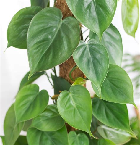 Philodendron Scandens Filodendron Pnący Ceny i opinie Ceneo pl