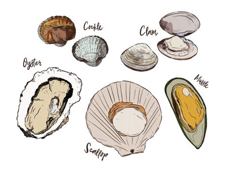 Shellfish Drawing At Explore Collection Of