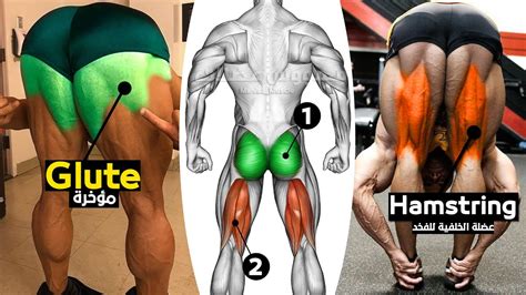 Best Exercises Glute And Hamstring Workout Fat Burning Facts