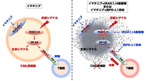 慢性骨髄性白血病幹細胞のチロシンキナーゼ阻害薬抵抗性の分子基盤の一端を解明―慢性骨髄性白血病の根治療法の開発に期待―｜記者発表｜お知らせ｜東京