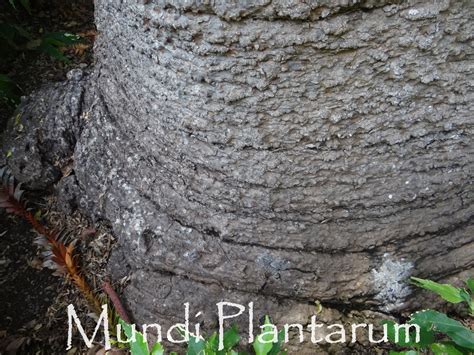 Araucaria Bidwillii Mundi Plantarum