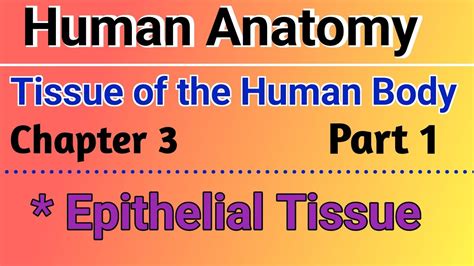 Tissue Of The Human Body Epithelial Tissue In Hindi Structure And