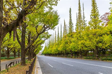 Meiji Jingu Gaien Street Suas Rvores De Ginkgo Amareladas Um