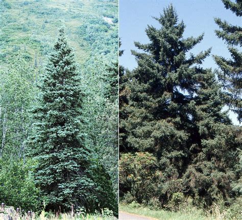 Picea glauca | Landscape Plants | Oregon State University