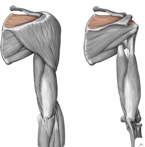 Scapular And Posterior Muscles Diagram Quizlet