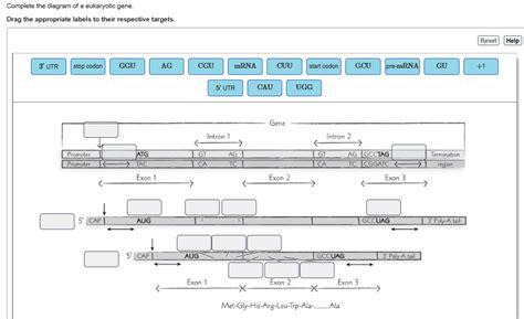 Solved Complete The Diagram Of A Eukaryotic Gene SolutionInn