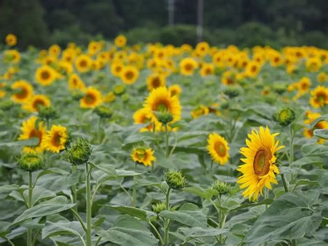 三重県のひまわり名所特集！7月から8月にかけて楽しめるひまわりの名所をご紹介します【2024年版】 特集 観光三重かんこうみえ