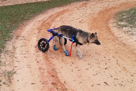 Cachorro Parapl Gico Quando O Pet Precisa De Cadeira De Rodas