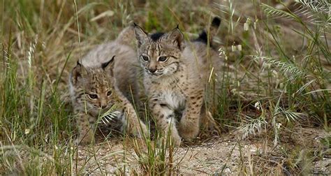 El lince ibérico deja de estar en peligro de extinción Noticias de