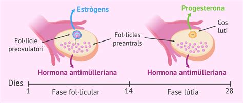 Anàlisi Hormonal En La Dona Quins Són Els Nivells Normals