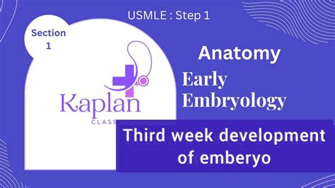 Anatomy Early Embryology Section Th Week Development Of