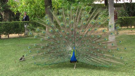 Psbattle Plumage Of A Peacock R Photoshopbattles