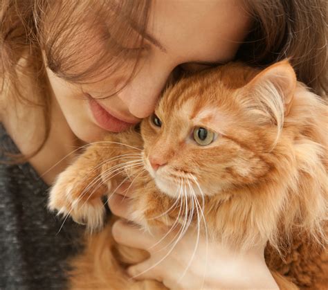 Beneficios De Tener Un Gato Para La Salud Salud180