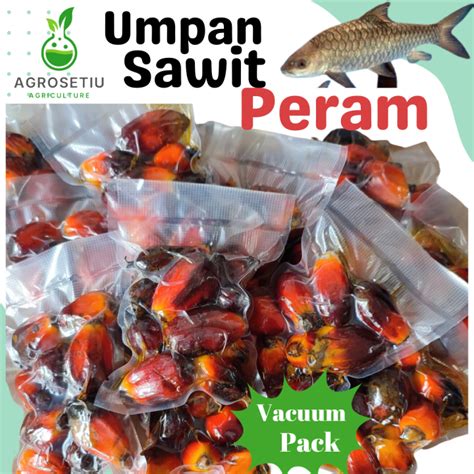 Umpan Buah Sawit Peram Umpan Sawit Peram Buah Sawit Peram Ikan Sungai