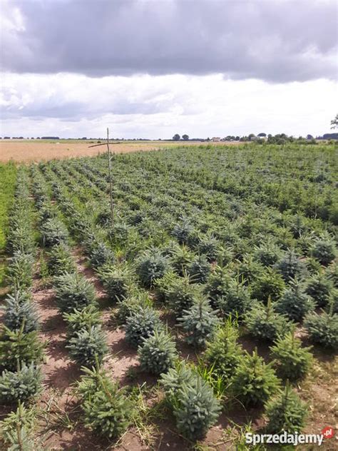 Świerk Srebrny Picea Pungens SADZONKI 4lata na CHOINKI Rybnik