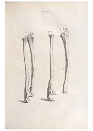 Reproducción Reproduction 48832435983 Osteographia or the Anatomy of