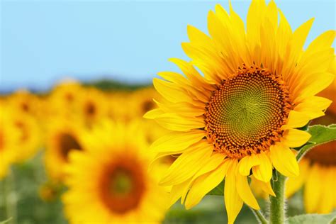 Sunflower Plant Care And Growing Tips Uk