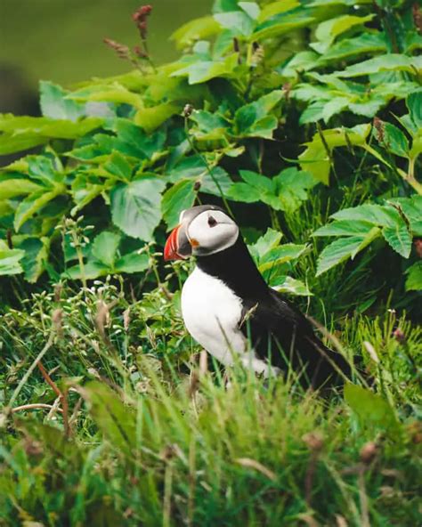 13 Incredible Things To Do In Vik Iceland By Leah Claire