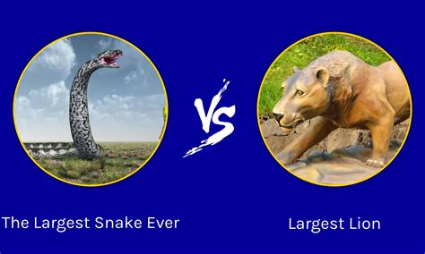 Anaconda Vs Titanoboa