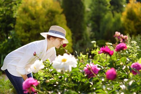 ボタン（牡丹）の花の育て方を解説！ 特徴や栽培の注意点・芍薬との見分け方も紹介 となりのカインズさん